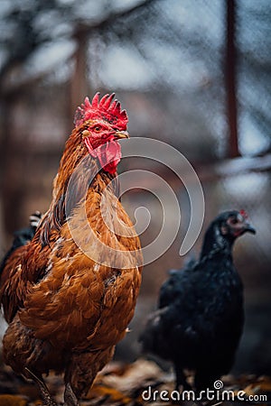 A black hen and a rooster walk in the paddock. A common red rooster and a hen search for grain while walking in a pen on Stock Photo