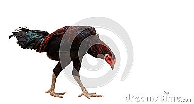 black hen walking isolated on white, studio shot,chicken,clipping path Stock Photo