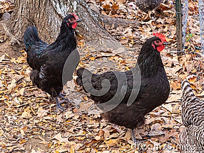 Two black free range hen from a Texas farm. Stock Photo