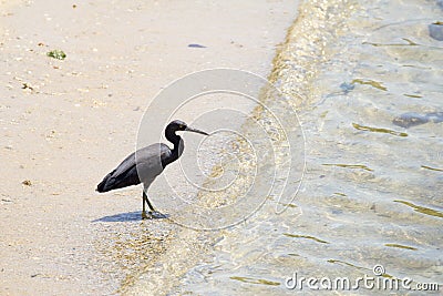 Black heron at the beach Stock Photo