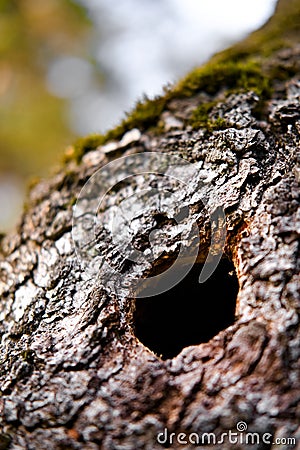 Black hole in a mossy tree trunk Stock Photo