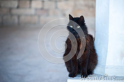 Black, homeless cat, Stock Photo