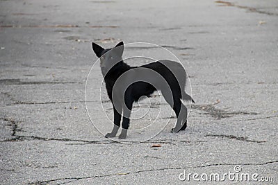 Black homeless dog in a city park Stock Photo