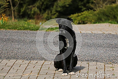 Black homeless dog is seet on pavement. Selective focus Stock Photo