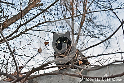 Black homless cat with green eyes behind branch Stock Photo