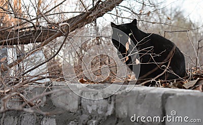 Black homless cat with green eyes behind branch Stock Photo