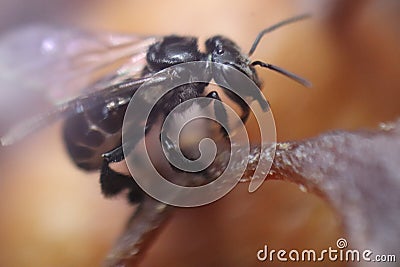 Black honey bee closeup image Stock Photo