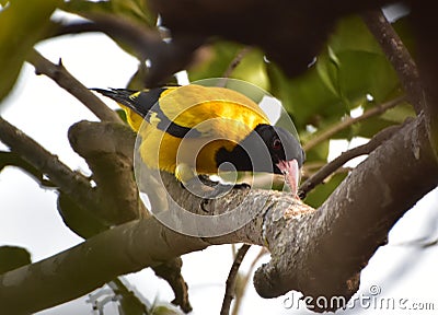 Black hooded oriole lunching. Stock Photo