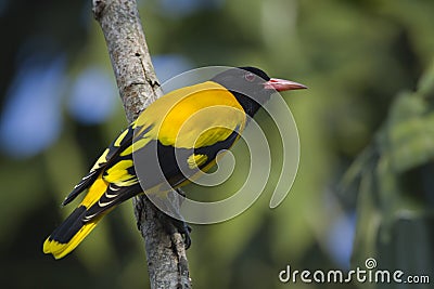 Black-hooded oriole bird in full frame, Nepal Stock Photo