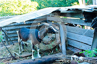 Black horned goat under a slate canopy Stock Photo