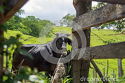 Black horned ox inside a wooden fence with a green pasture on the background Stock Photo