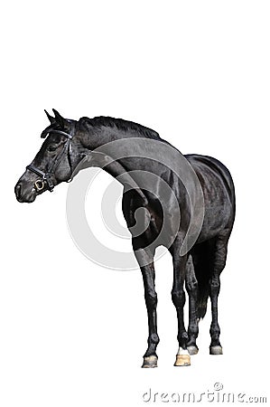 Black horse Stock Photo