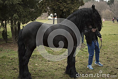 Black horse at Bulgarian church fest - St. Theodore`s day Stock Photo