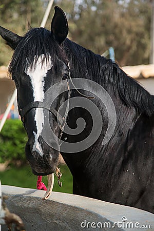 Black horse close-up, Sunny photo Stock Photo
