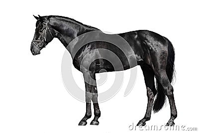 Black horse exterior Stock Photo