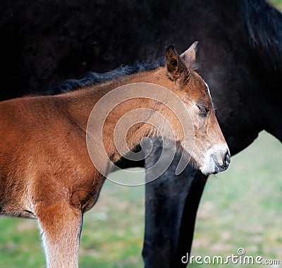 Black horse female with foal in a farm yard in spring Stock Photo