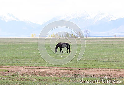 Black horse Stock Photo