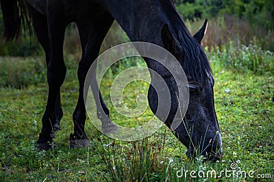 Black horse grazing on pasture at sundown in orange sunny beams. Beauty world Stock Photo