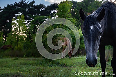 Black horse grazing on pasture at sundown in orange sunny beams. Beauty world Stock Photo