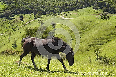 Black horse on a green field Stock Photo