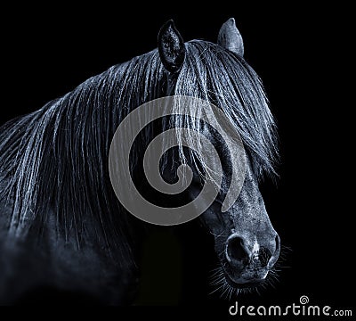 Black horse head isolated on black background. A closeup portrait of the face of a horse Stock Photo