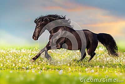 Black horse run Stock Photo