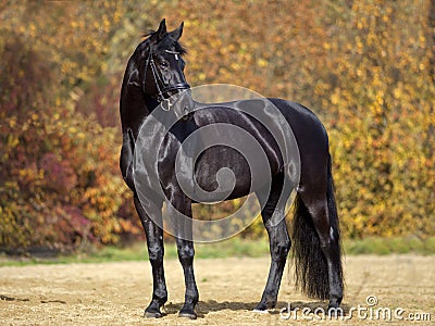 Beautiful black horse portrait on meadow with colorful autumn leaves in background. Shiny black stallion Stock Photo