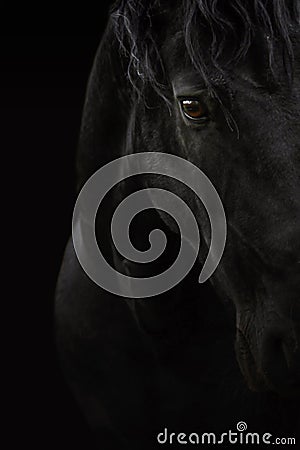 Black horse Stock Photo