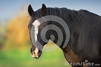 Black horse portrait close up Stock Photo