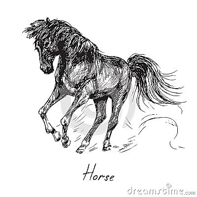 Black horse rearing stands on its hind legs, mane and tail are fluttering in the wind, hand drawn ink doodle, sketch, vector Vector Illustration