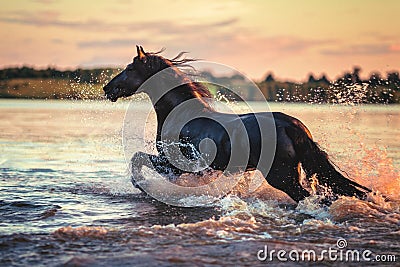 Black horse running in water at sunset Stock Photo