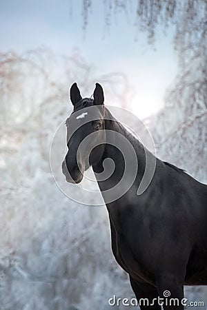 Black horse in snow frozen forest Stock Photo