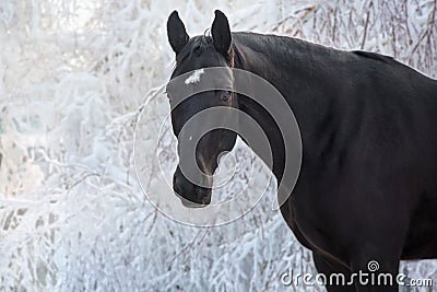 Black horse in snow frozen forest Stock Photo