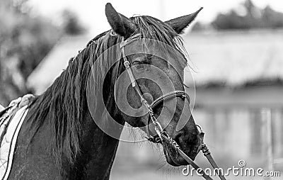Black horse steed stallion Stock Photo