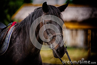 Black horse steed stallion Stock Photo