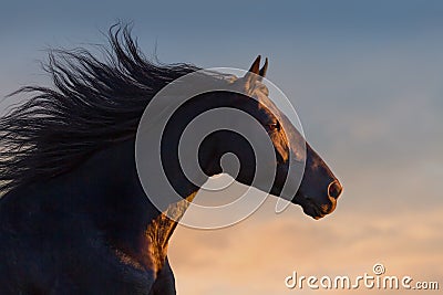 Black horse at sunlight Stock Photo