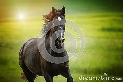 Black horse trots in a paddock Stock Photo