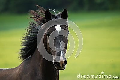 Black horse trots in a paddock Stock Photo