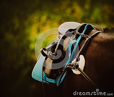 A black horse weared with sporty equipment, such as a saddle, stirrups, and a breastplate. The equestrian sports and horseback Stock Photo