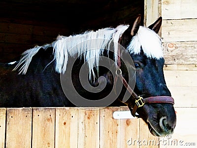 Black horse Stock Photo