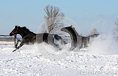 Black horses Stock Photo