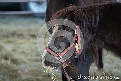 Black horses on a farm eating hay Stock Photo