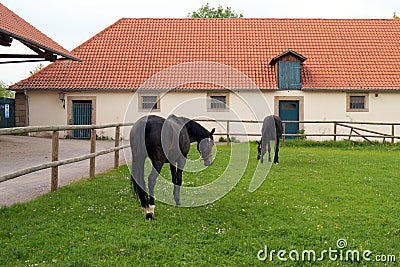 Black horses grazing on a green lawn, on background of stables building, at Schloss Fasanerie, near Fulda, Germany Stock Photo