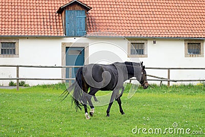 Black horses on a green lawn, on background of stables building, at Schloss Fasanerie, near Fulda, Germany Stock Photo