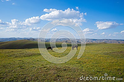 horses in the natural pasture in Inner Mongolian Stock Photo