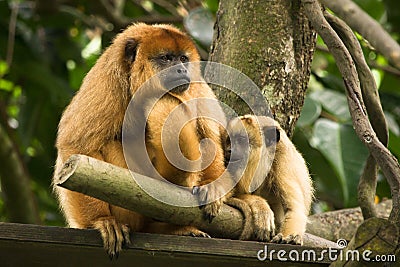 Black howler monkey Stock Photo