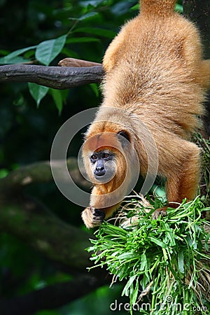 Black Howler Monkey Stock Photo