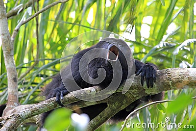 Black Howler monkey, in Belize, howling Stock Photo