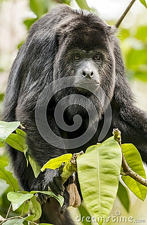 Black Howler Monkey Stock Photo