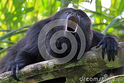 Black howler monkey howling Stock Photo